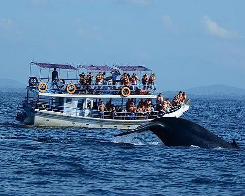 Sri Lanka Whale Watching: Best Season, Mirissa vs Trincomalee & Travel Tips
