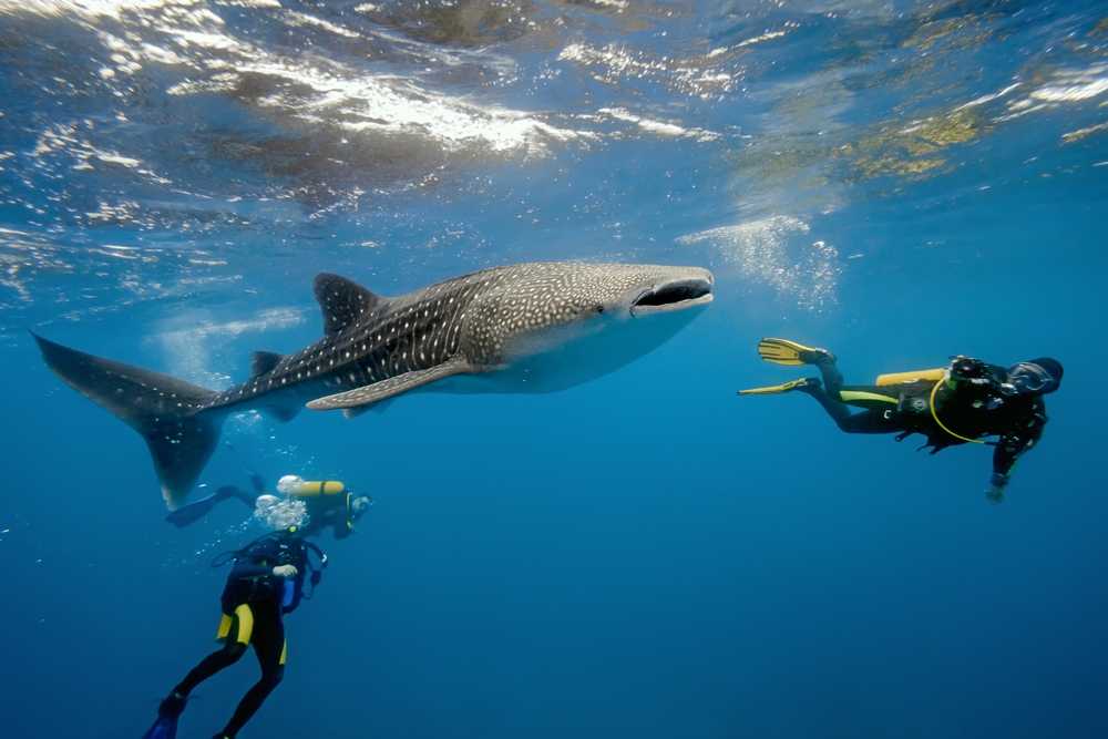 Sri Lanka Scuba Diving Holidays for European Travellers: Best Seasons, Dive Sites & Travel Planning