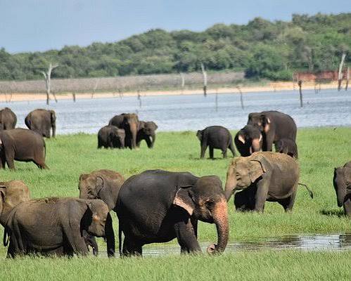 Sri Lanka Wildlife Safari Tours: Yala, Udawalawe & Minneriya Travel Guide