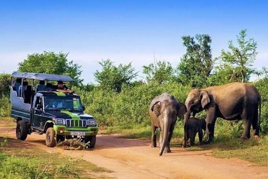 Udawalawe Safari Price 2026–2027: Jeep Hire, Park Tickets & Packages