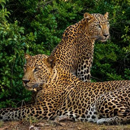Yala Safari Price in USD (2026–2027): Jeep, Entrance Fees & Packages
