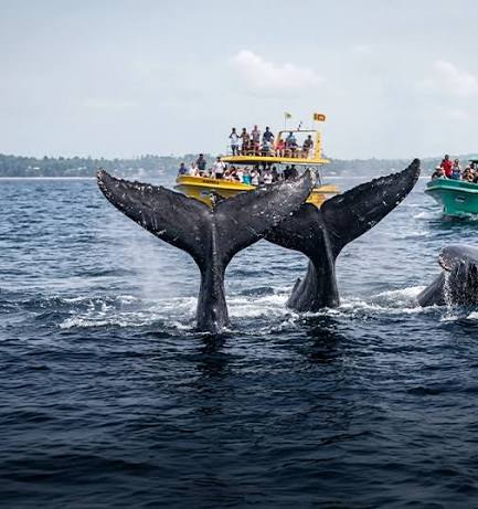 Sri Lanka Whale Watching Tour Price in USD (2026–2027)