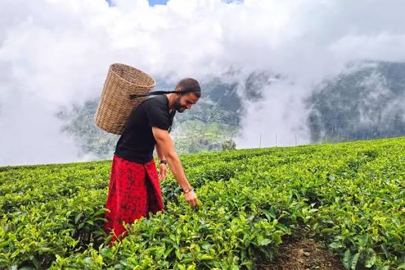 Nuwara Eliya Tea Plantation Tour Price in USD (2026–2027): Private Tours & Factory Visits